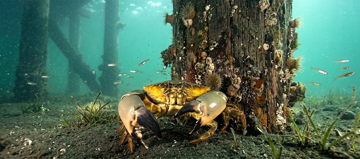 Florida stone crab