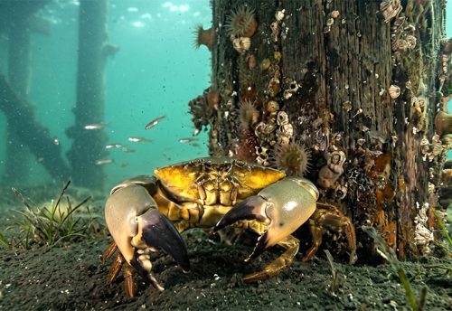 Florida stone crab