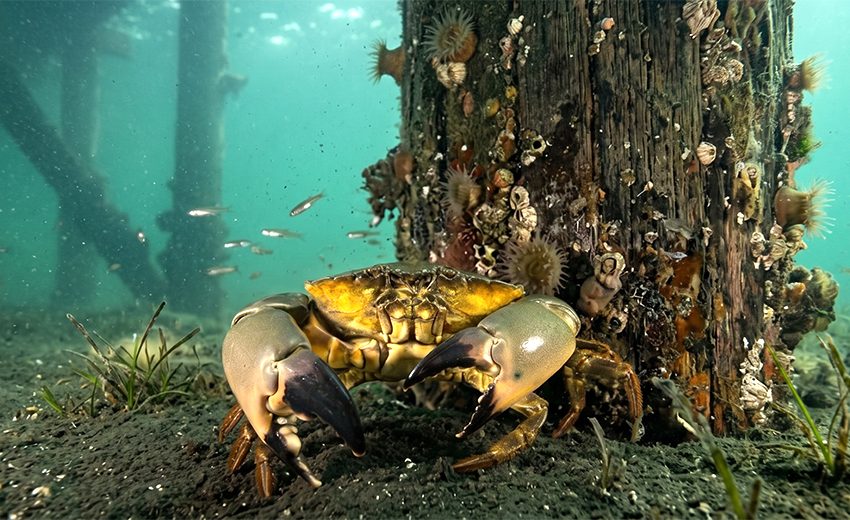 Florida stone crab