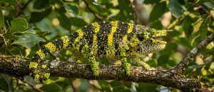 Meller's chameleon