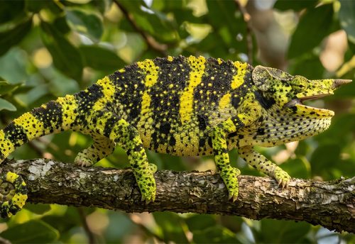 Meller's chameleon