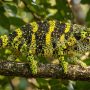 Meller's chameleon