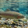 rainbow trout