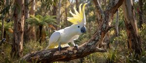 sulfur-crested cockatoo