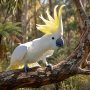 sulfur-crested cockatoo