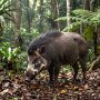 Visayan warty pig