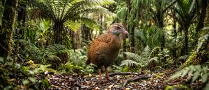 weka