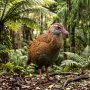 weka