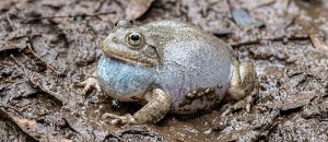 The Water-Holding Frog
