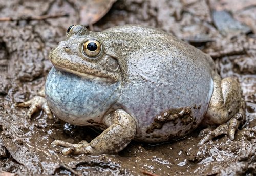 water-holding frog