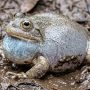 water-holding frog