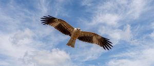 The Whistling Kite