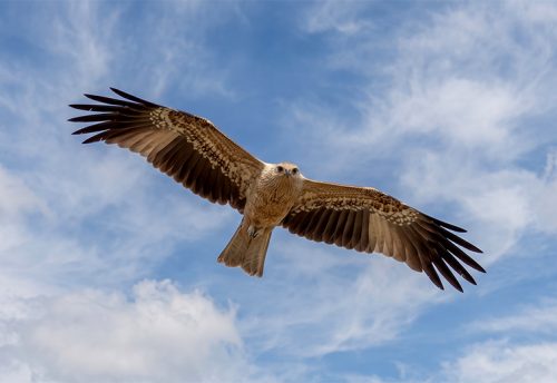 whistling kite