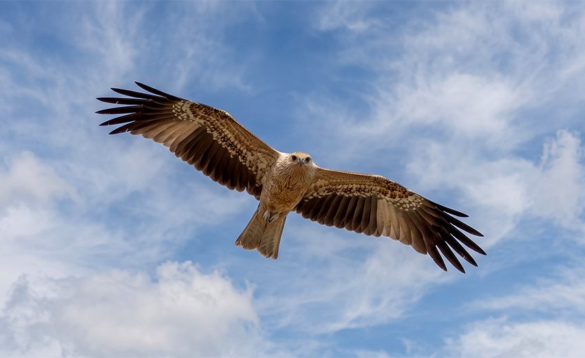 whistling kite