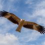 whistling kite