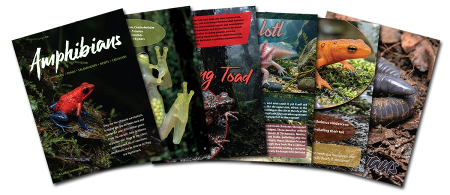 Amphibians Book