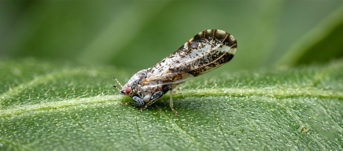 Asian citrus psyllid