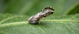 Asian citrus psyllid