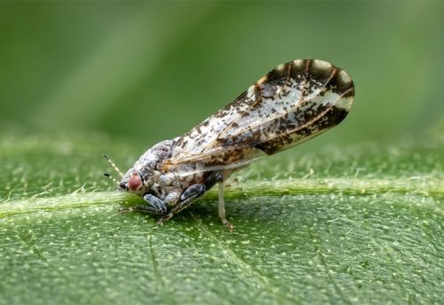 Asian citrus psyllid