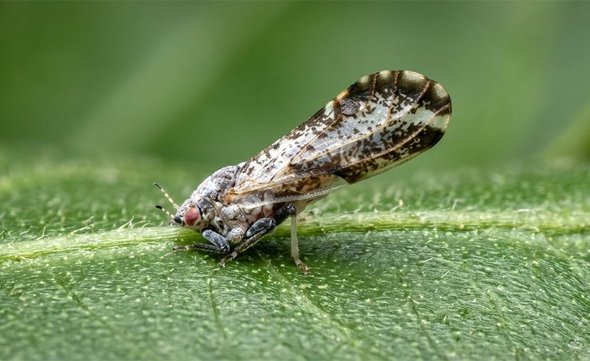 Asian citrus psyllid
