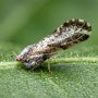 Asian citrus psyllid
