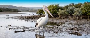 Australian pelican