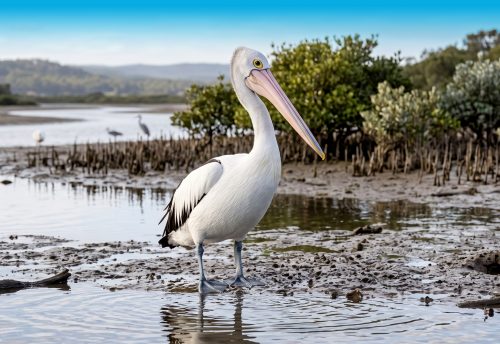 Australian pelican