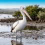 Australian pelican