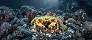 Atlantic rock crab
