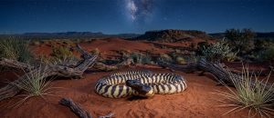 black-headed python