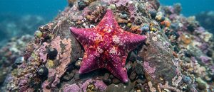 bat sea star