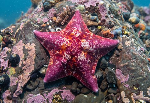 bat sea star
