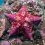 bat sea star