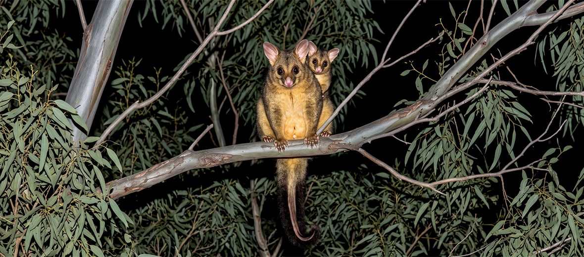 common brushtail possum