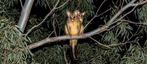 common brushtail possum