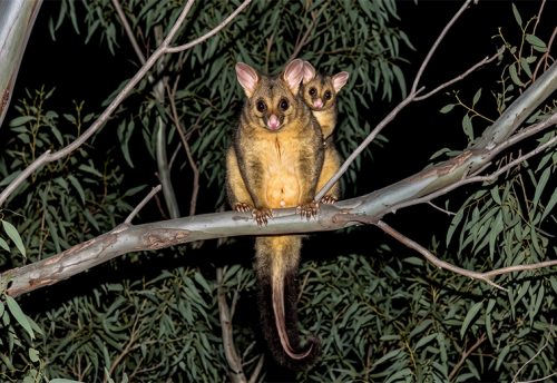 common brushtail possum