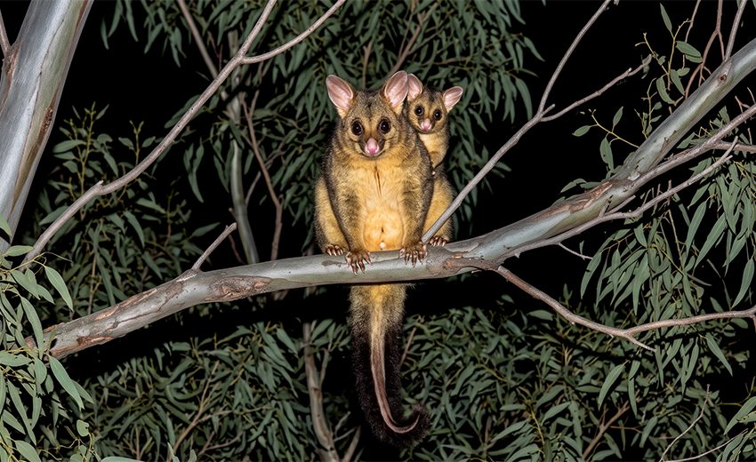 common brushtail possum