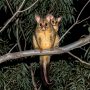common brushtail possum