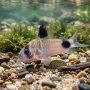 corydoras