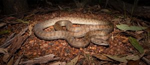 Children's python