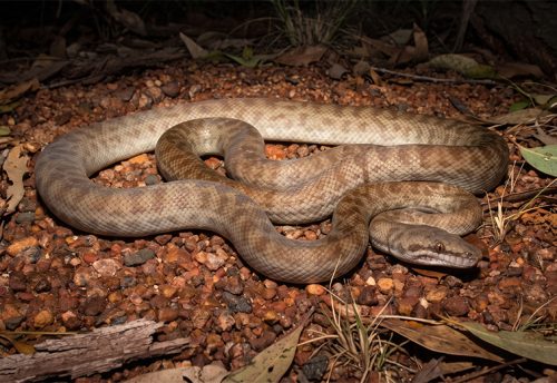 Children's python