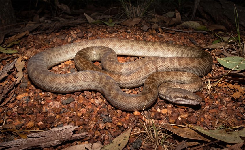 Children's python
