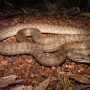 Children's python