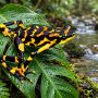 Costa Rican variable harlequin toad