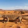 desert monitor
