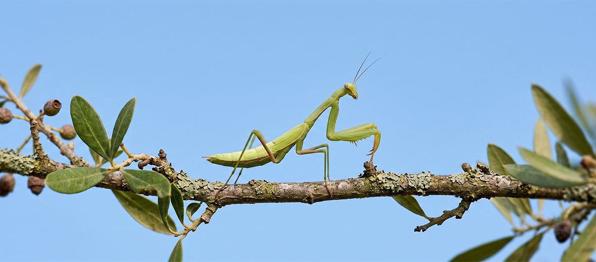 European mantis
