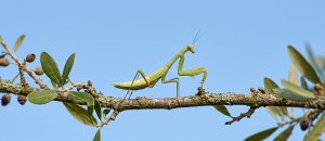 European mantis