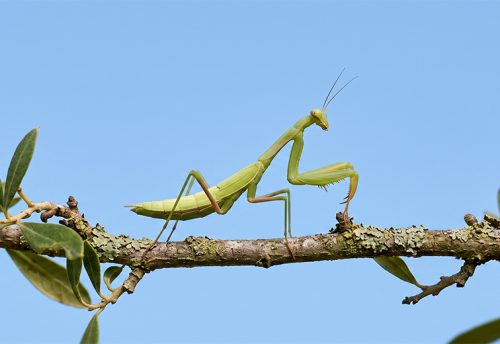 European mantis