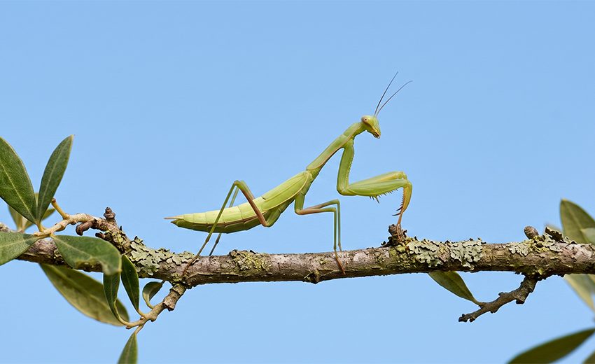 European mantis