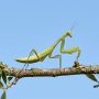 European mantis